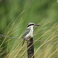 Red-backed Kingfisher on Machans Access Rd.<br />Canon EOS 7D + EF400 F5.6L